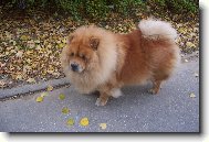 Chow Chow