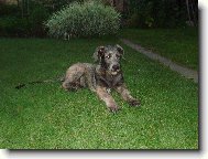 Irish Wolfhound