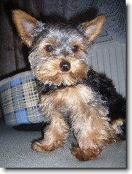 Jorkrsk terier, Yorkshire Terrier,