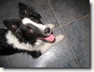 Border collie \\\\\(Dog standard\\\\\)