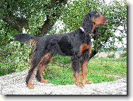 Scotch Setter, Gordon Setter