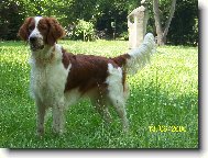 Irish red and white setter \(Dog standard\)