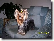 Jorkrsk terier, Yorkshire Terrier,