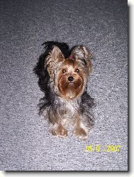 Jorkrsk terier, Yorkshire Terrier,