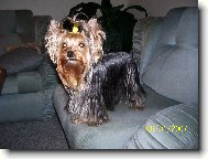 Jorkrsk terier, Yorkshire Terrier,