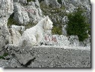 West Highland White Terrier