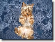 Jorkrsk terier, Yorkshire Terrier,