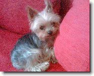 Jorkrsk terier, Yorkshire Terrier,