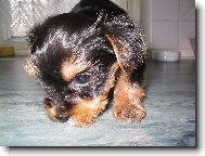 Jorkrsk terier, Yorkshire Terrier,