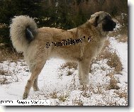 Anatolian Shepherd Dog, Anatolian Karabash Dog