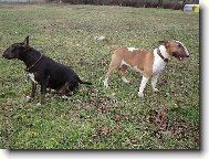 Bull Terrier