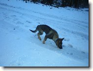 German Shepherd Dog