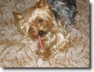 Jorkrsk terier, Yorkshire Terrier,