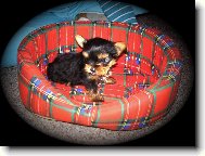 Jorkrsk terier, Yorkshire Terrier,