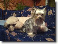 Jorkrsk terier, Yorkshire Terrier,