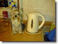 Jorkrsk terier, Yorkshire Terrier,