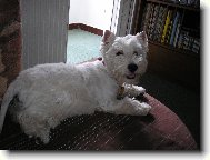 West Highland White Terrier