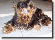 Jorkrsk terier, Yorkshire Terrier,