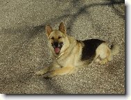 German Shepherd Dog