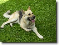 German Shepherd Dog