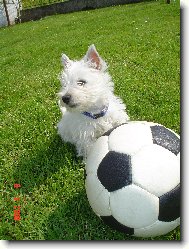 West Highland White Terrier