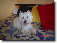 West Highland White Terrier