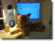 Jorkrsk terier, Yorkshire Terrier,