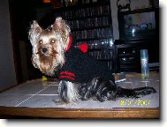 Jorkrsk terier, Yorkshire Terrier,