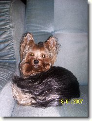 Jorkrsk terier, Yorkshire Terrier,