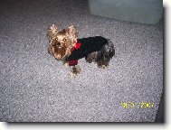 Jorkrsk terier, Yorkshire Terrier,