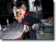 Jorkrsk terier, Yorkshire Terrier,