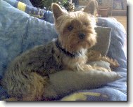 Jorkrsk terier, Yorkshire Terrier,