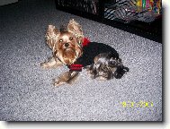 Jorkrsk terier, Yorkshire Terrier,