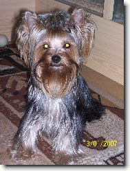 Jorkrsk terier, Yorkshire Terrier,