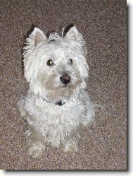 West Highland White Terrier