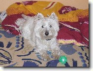 West Highland White Terrier