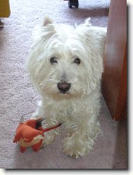 West Highland White Terrier