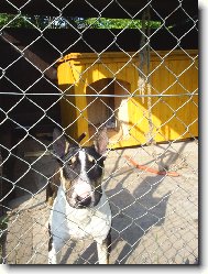 Bull Terrier