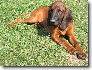 Hannoverscher Schweisshund, Hanoverian Scenthound