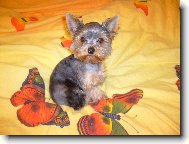 Jorkrsk terier, Yorkshire Terrier,