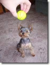 Jorkrsk terier, Yorkshire Terrier,