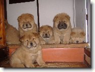 Chow chow \\\\\(Dog standard\\\\\)