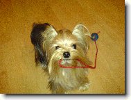 Jorkrsk terier, Yorkshire Terrier,