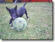 Bull Terrier