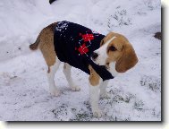 Beagle