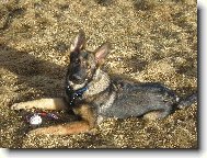 German Shepherd Dog