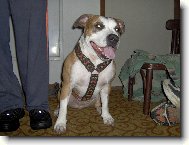 American staffordshire terrier \\\\\(Dog standard\\\\\)