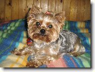 Jorkrsk terier, Yorkshire Terrier,