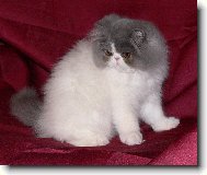 Persian cat