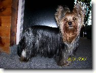 Jorkrsk terier, Yorkshire Terrier,